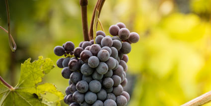 Chateau Capbern Weinrebe